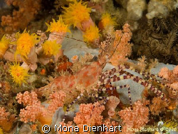 Marbeled shrimp on a night dive in Pulisan by Mona Dienhart 